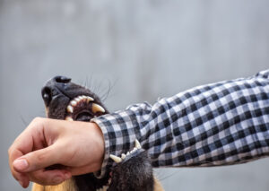 a dog bitting a mans arm